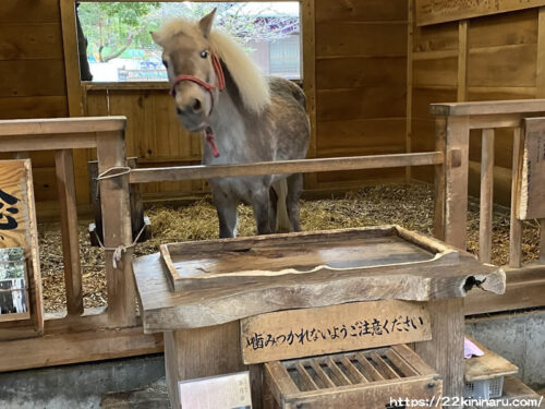 平塚八幡宮　神馬　皐月