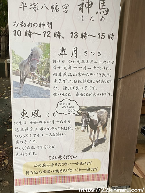 平塚八幡宮　神馬紹介